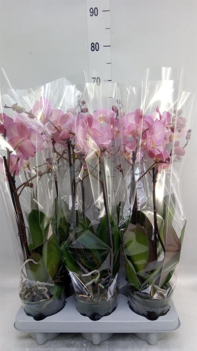 <h4>Phalaenopsis  'Ant Padova'</h4>