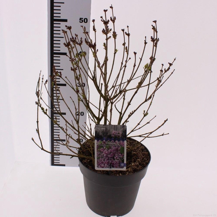 <h4>Syringa   ...</h4>