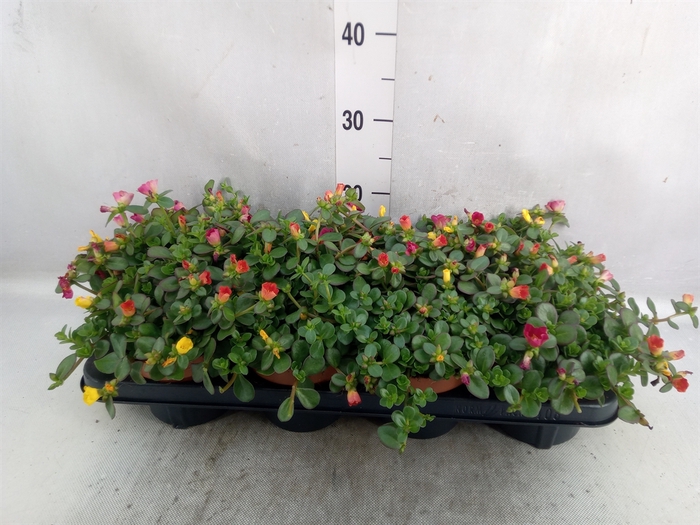 <h4>Portulaca   ...mix in pot</h4>