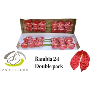 ANTH A RAMBLA 24 Double Pack