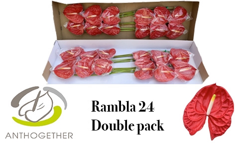 ANTH A RAMBLA 24 Double Pack