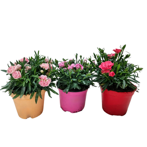 Dianthus overig