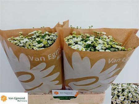 <h4>Tana Pa Rio</h4>