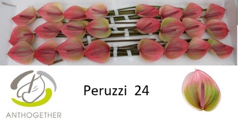 <h4>Anthurium Peruzzi</h4>