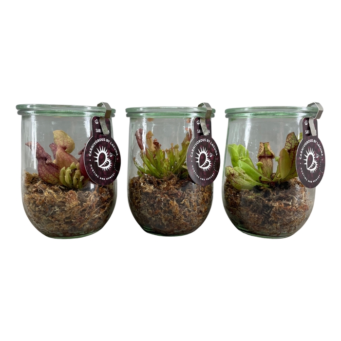<h4>Vleesetende Planten Gemengd Glas Weckpot</h4>