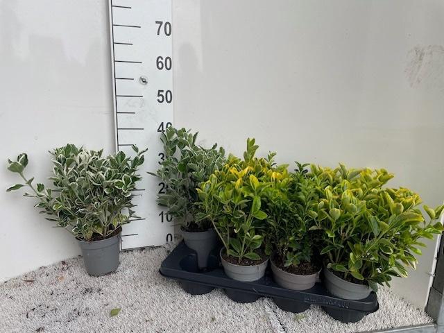 <h4>EUONYMUS JAP GEM</h4>