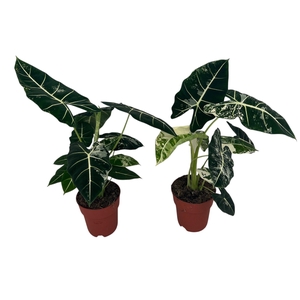 Alocasia Frydek Variegata