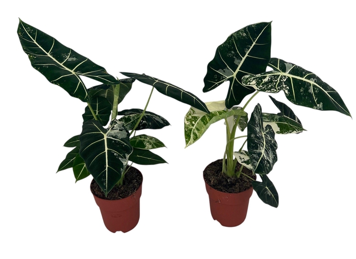 <h4>Alocasia Frydek Variegata</h4>