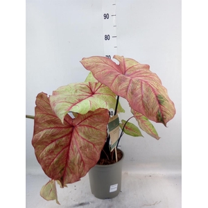 Caladium   ...