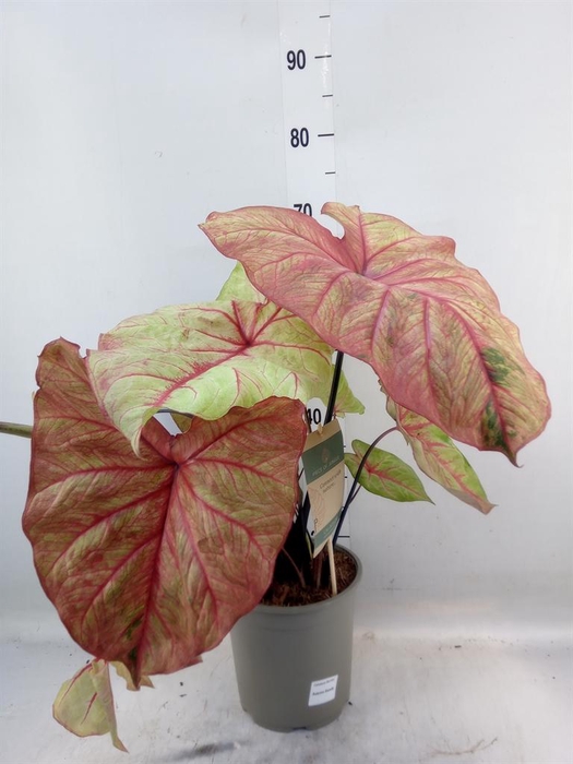 <h4>Caladium   ...</h4>
