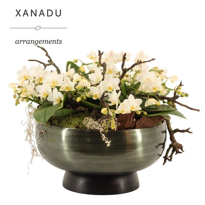 <h4>Xanadu Chiang Mai</h4>