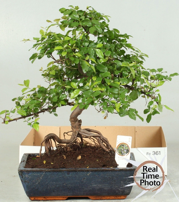 <h4>BONSAI GEM</h4>