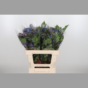 Clem Di Bl Pirouette