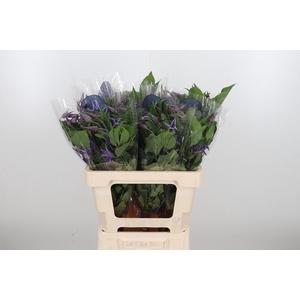 Clem Di Bl Pirouette