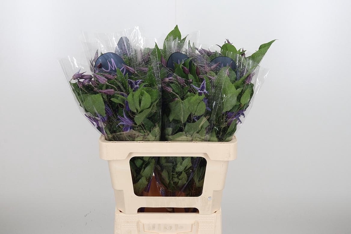 <h4>Clem Di Bl Pirouette</h4>