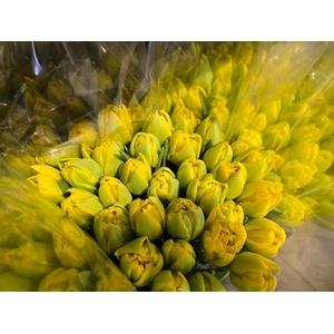 Tulpes Pilnavidures Geltonos LT