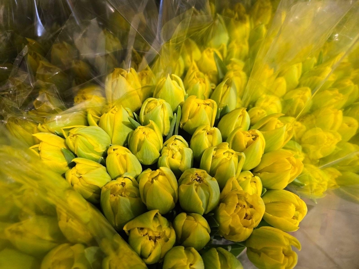 <h4>Tulpes Pilnavidures Geltonos LT</h4>