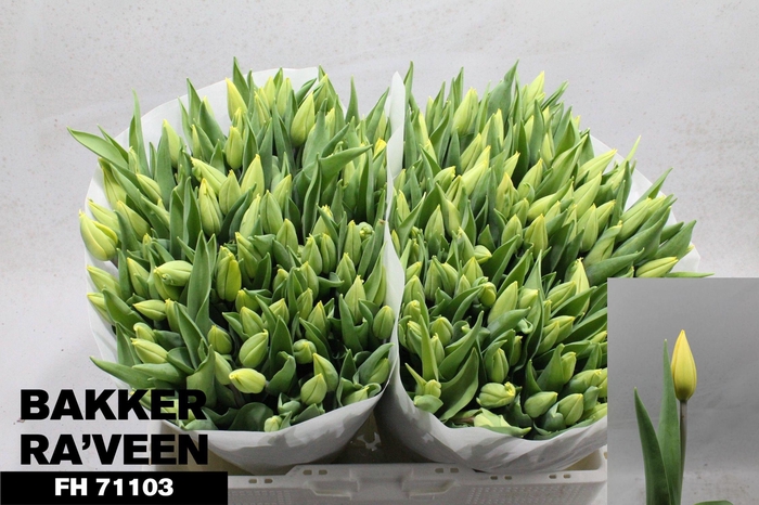 <h4>TU EN STRONG GOLD</h4>