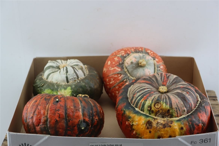 <h4>Sier Cuc P Turks Turban Mix X4</h4>