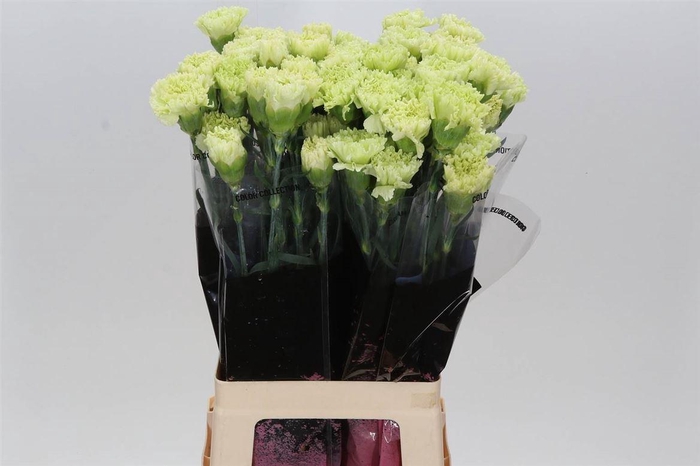 <h4>Anjer Lang Goblin</h4>