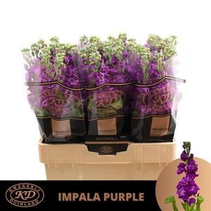 Matth Impala Purple