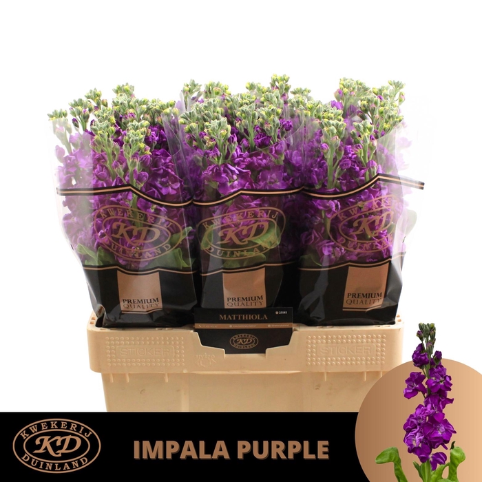 <h4>Matth Impala Purple</h4>
