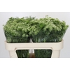 Ammi Visnaga