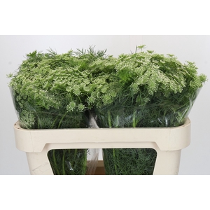 Ammi Visnaga