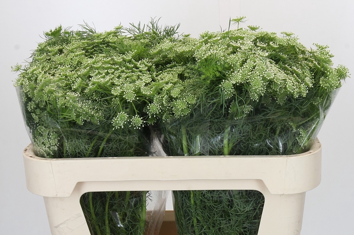 <h4>Ammi Visnaga</h4>