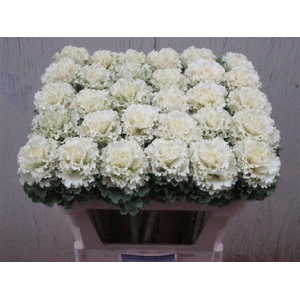 Brassica Crane Ruffle White