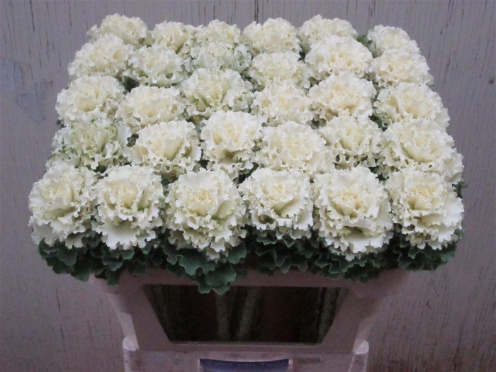 <h4>Brassica Crane Ruffle White</h4>