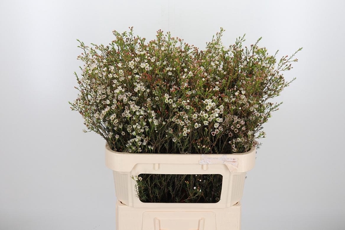 <h4>Chame Blondie</h4>