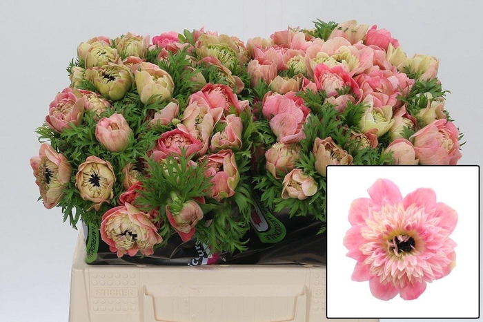 <h4>ANEM CO LEVAN ROSA</h4>