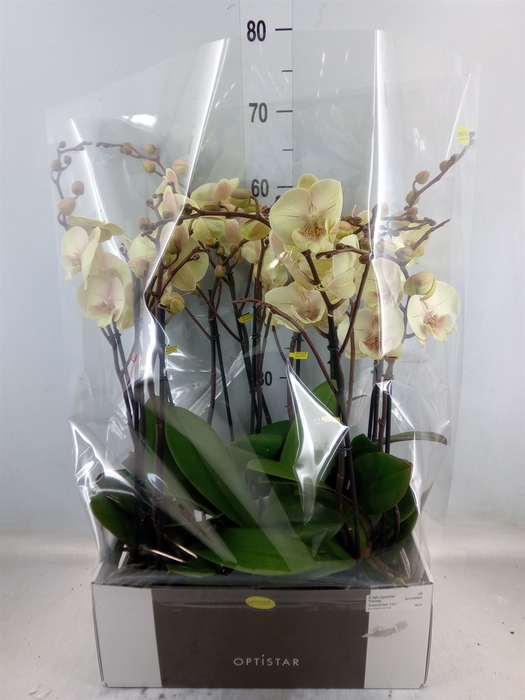 <h4>Phalaenopsis   ...yellow</h4>