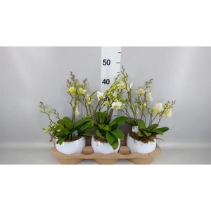 Phalaenopsis multi. 'Ant Lausanne'