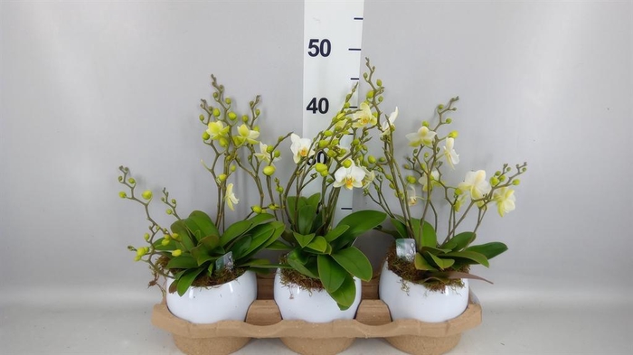 <h4>Phalaenopsis multi. 'Ant Lausanne'</h4>
