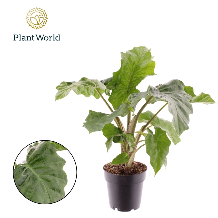 <h4>Alocasia 'Low Rider'</h4>