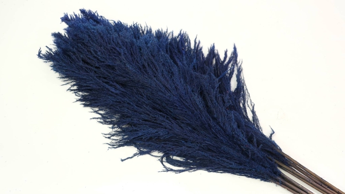 <h4>Dried Cortaderia Sacuara Indigo Blue</h4>
