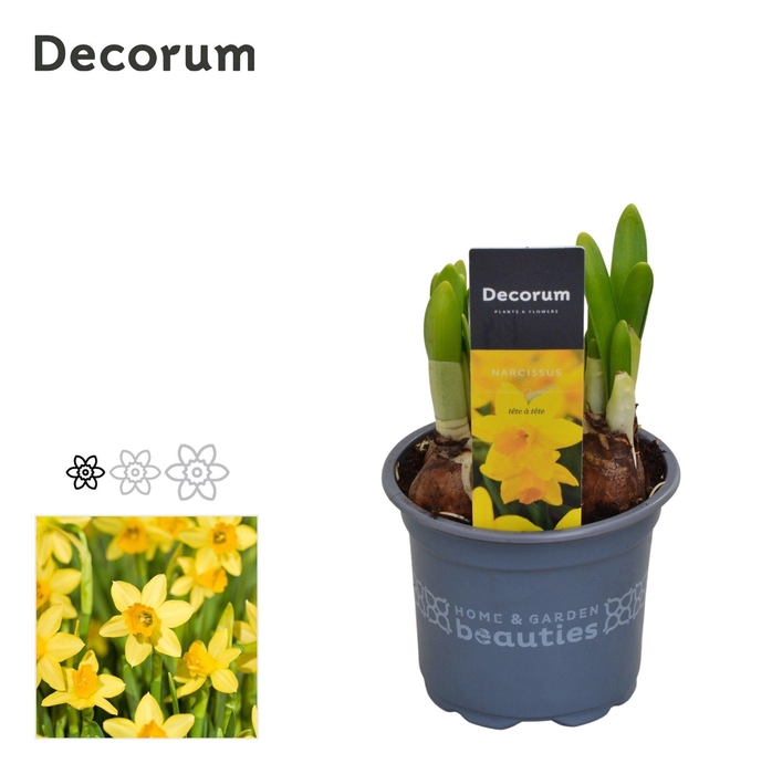 <h4>Narcis Spring Sunshine</h4>