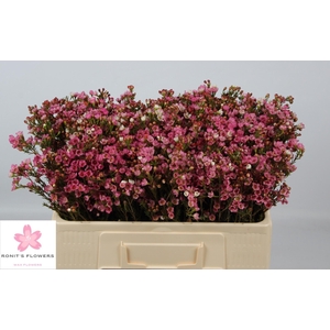 CHAME SARAHS DELIGHT