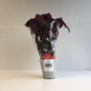 Shiso Rood P9