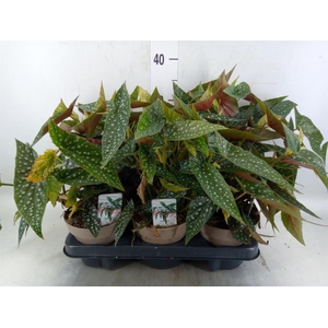 Begonia BD mac. 'Wightii'