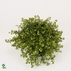 Bacopa White