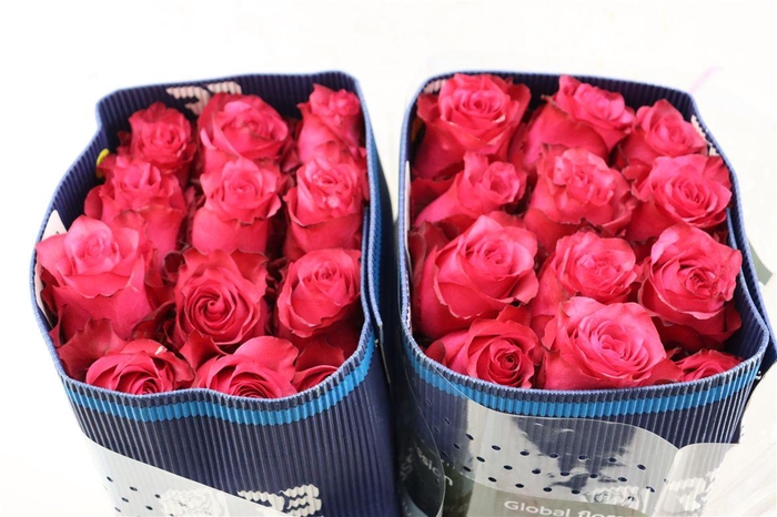 <h4>R Gr Lola Box</h4>