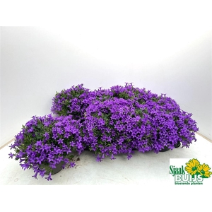 Campanula portenschlagiana Kris