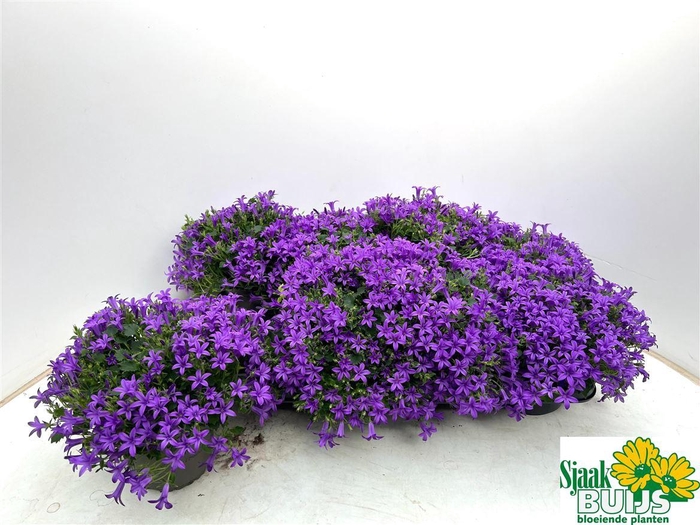 <h4>Campanula portenschlagiana Kris</h4>
