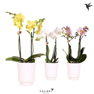 Kolibri Orchids Phalaenopsis mix 2 spike in Retro pot white