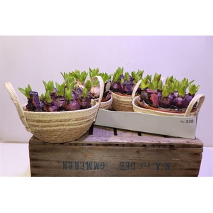 arr8 Arr Hyacin Pear Gem 3 Kl In Touwmand