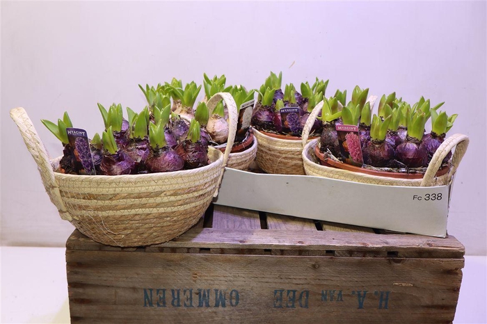 <h4>arr8 Arr Hyacin Pear Gem 3 Kl In Touwmand</h4>