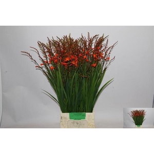 CROCOS RED KING